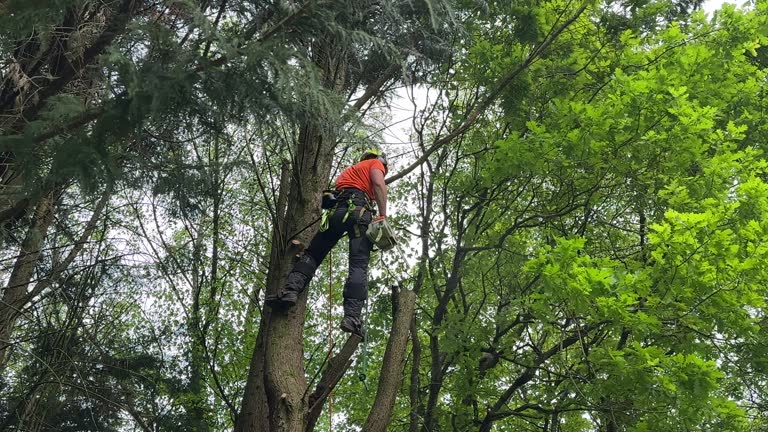 How Our Tree Care Process Works  in Lodi, WI